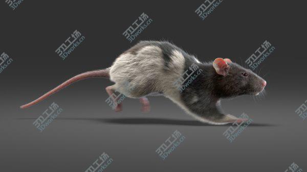 images/goods_img/20210312/3D Rat Fur Animated 4/3.jpg